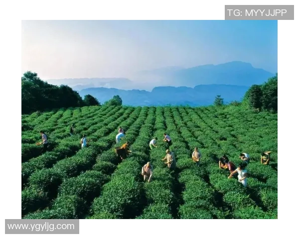 茶香四溢的绿茵场上足球明星与茶的深厚情缘
